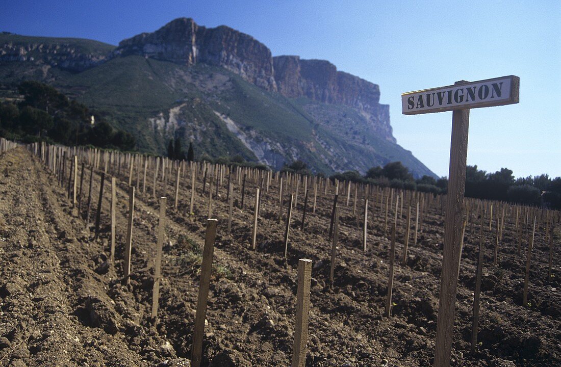 Weinbau bei Les Baux, Provence, Frankreich
