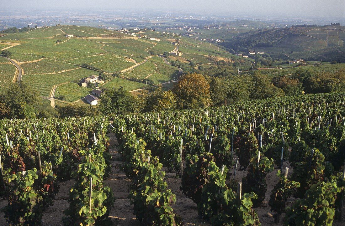 Das Weinbaugebiet Chiroubles, Beaujolais, Frankreich