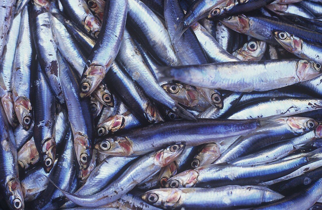 Sardines on a market stall in Aix-en-Provence, France