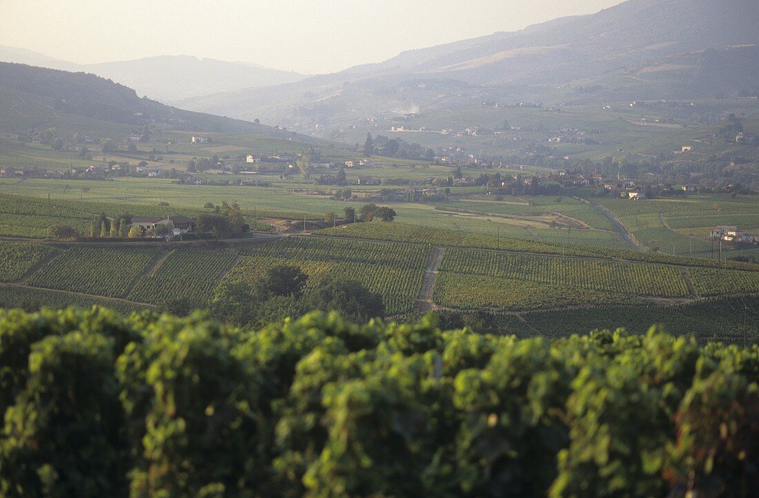 Region Pierres dorees, Beaujolais, Burgund, Frankreich