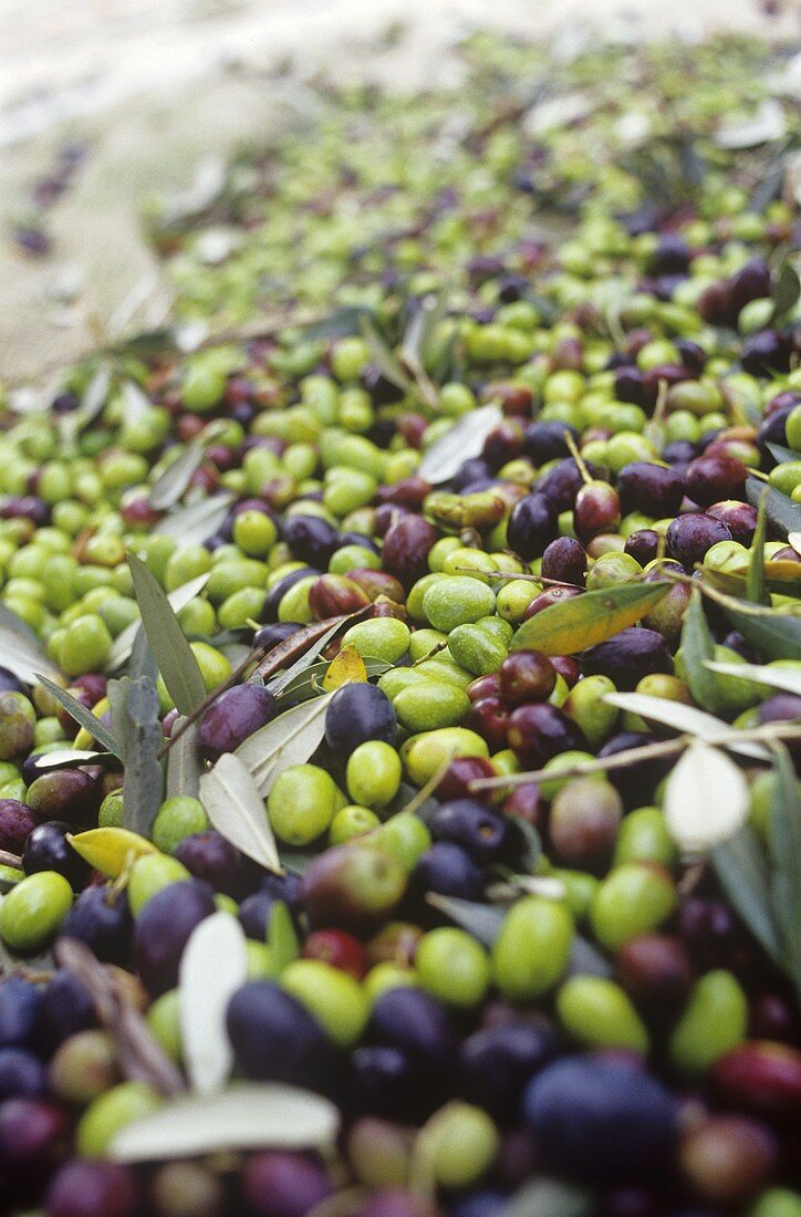 Olivenernte (Tenuta San Vito, Toskana, Italien)