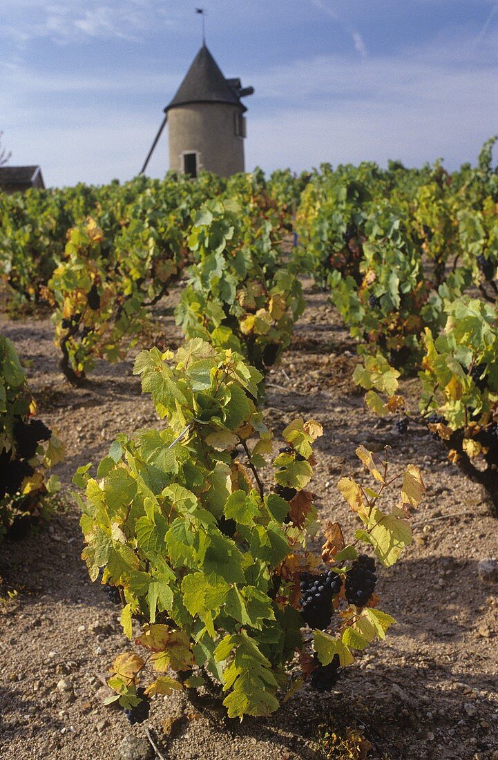 Vineyard, Moulin-a-Vent, Burgundy, France