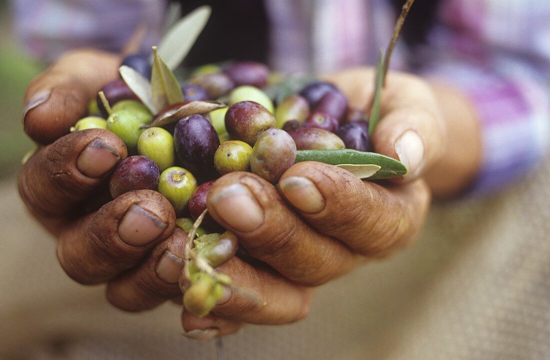 Hände halten frische Oliven