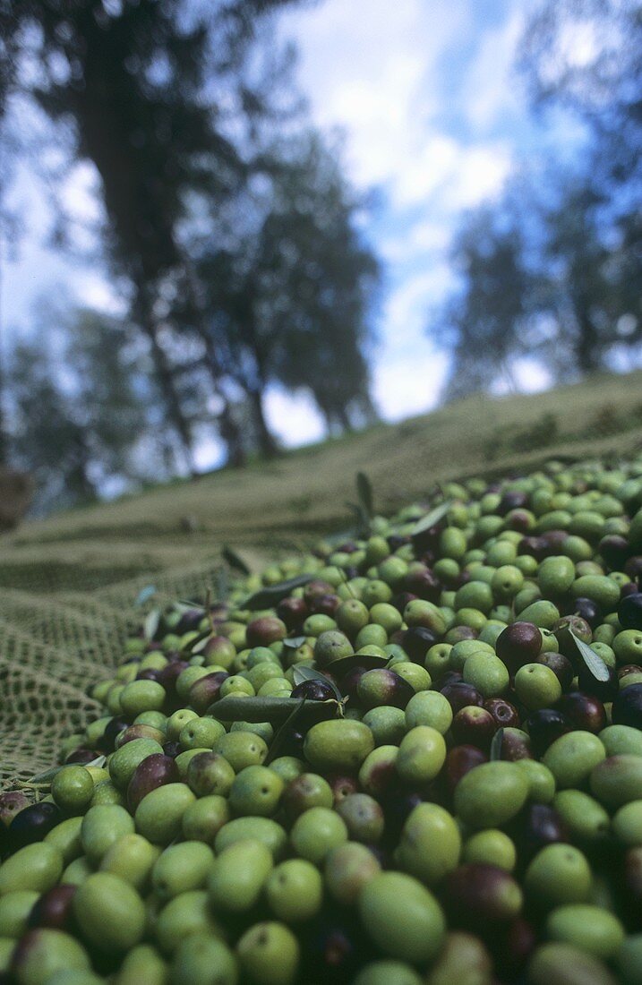 Olive harvest: olives in catching net