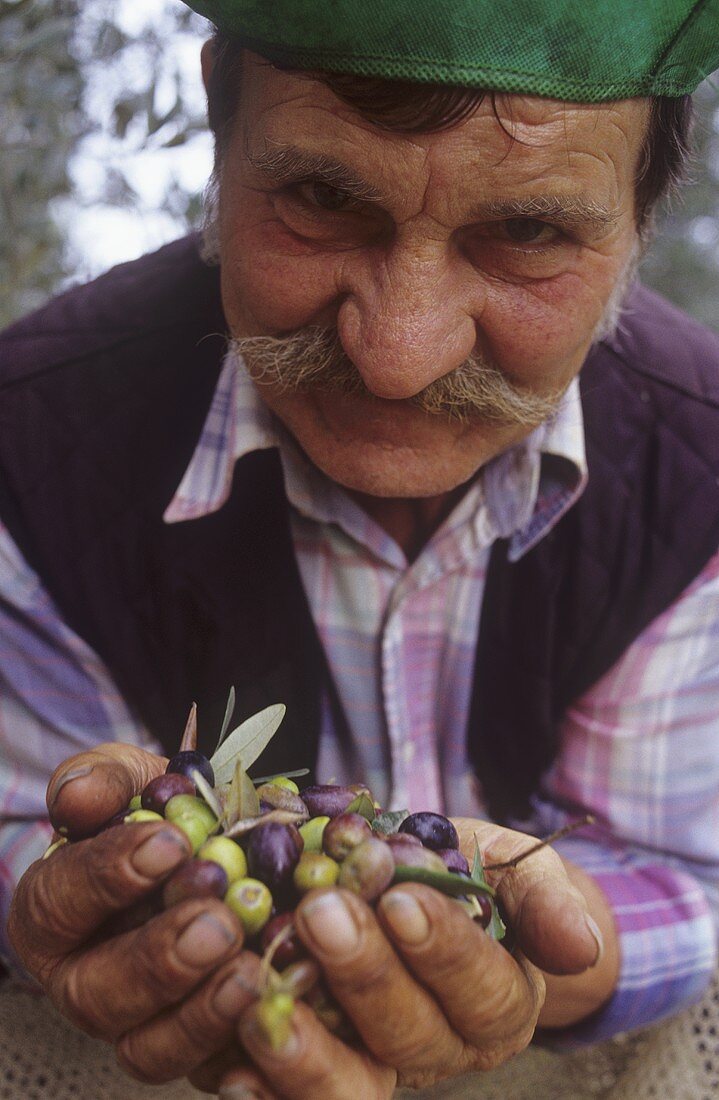 Landarbeiter mit frischen Oliven