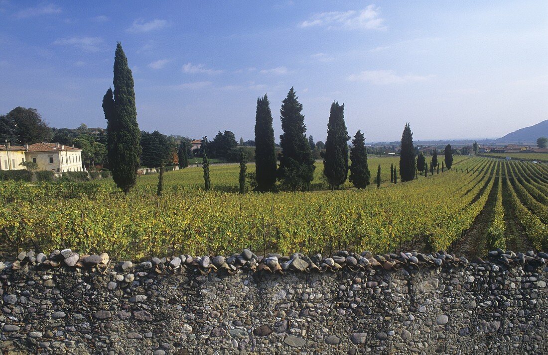 Steinmauer vor Weinberg, Franciacorta, Lombardei, Italien