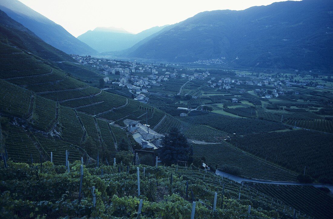 La Gatta Wine Estate, Bianzone, Valtellina, Lombardy, Italy