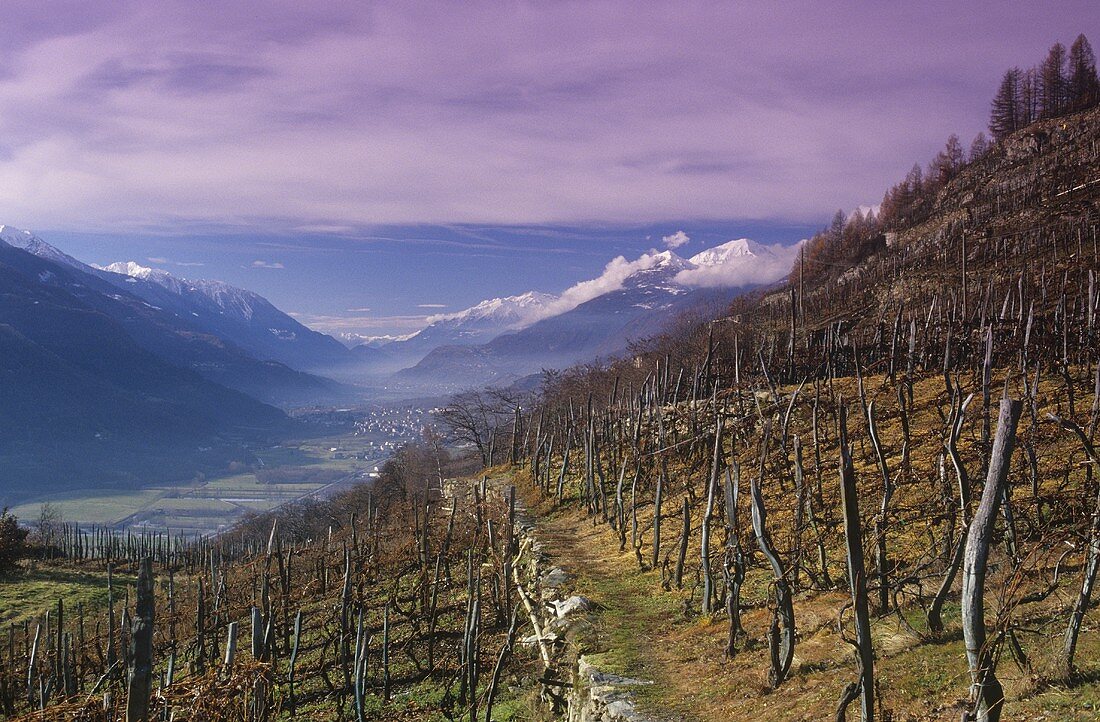 Blick auf Weinberg, Tirano, Valtellina, Lombardei, Italien