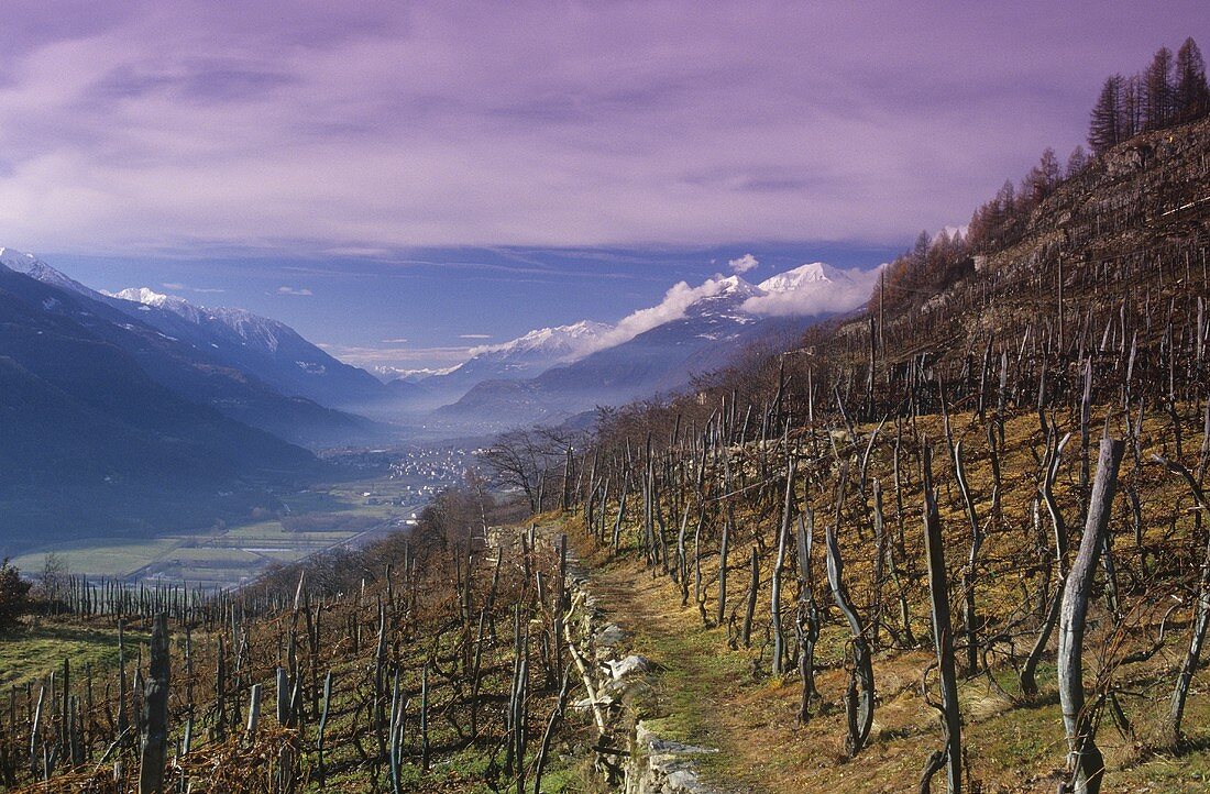View over vineyard, Tirano, Valtellina, Lombardy, Italy
