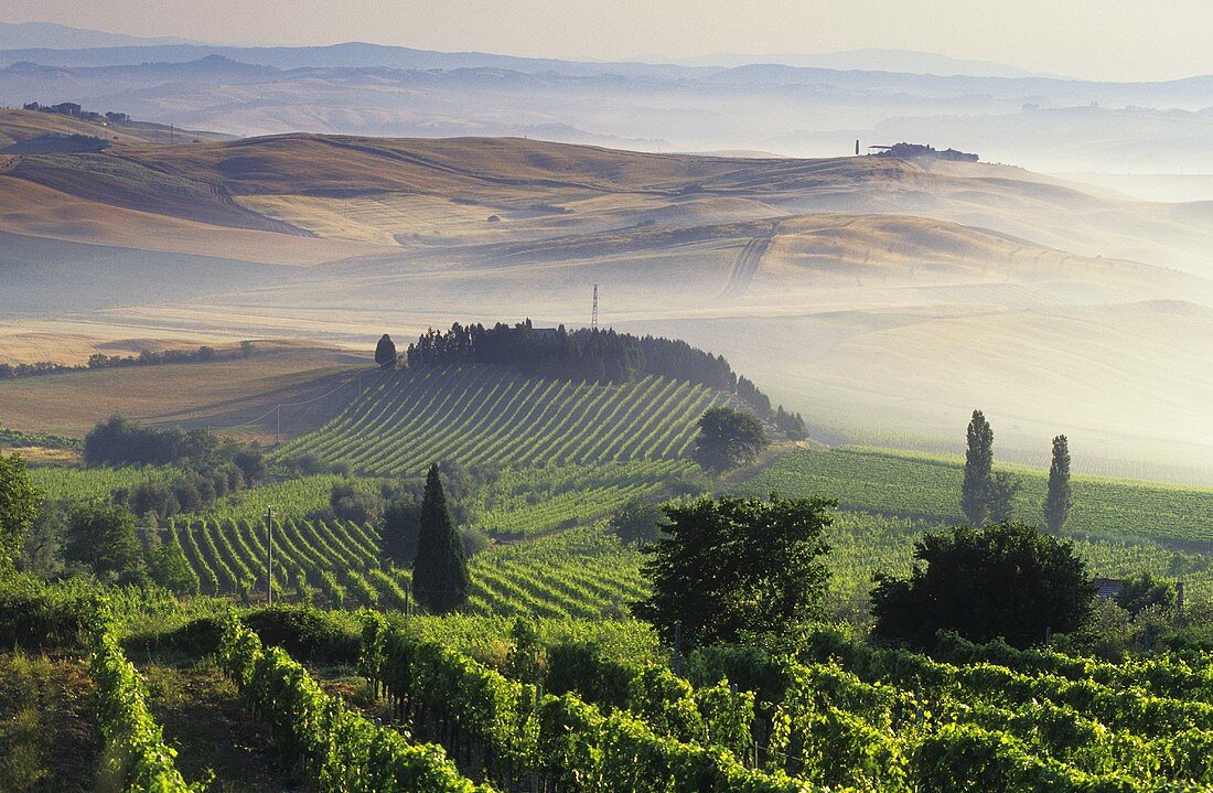 Vineyards around Montalcino,  Tuscany,  Italy