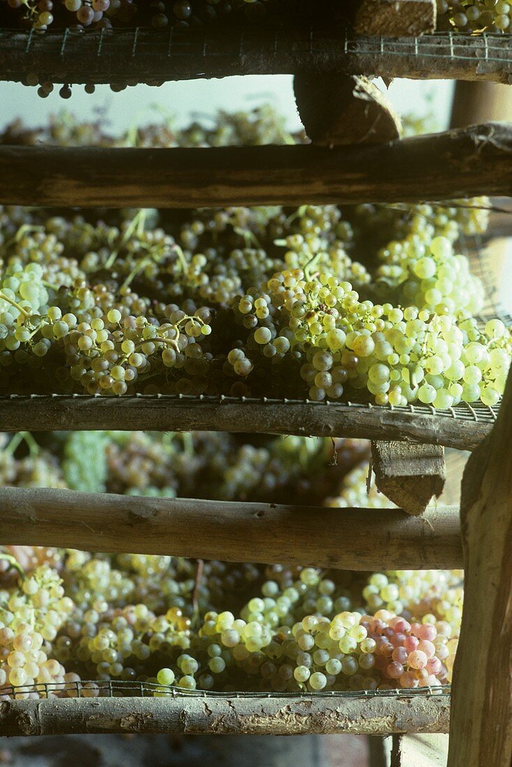 Trauben zum Trocknen auf Gitter für Vin Santo, Toskana