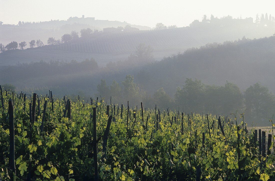 Weinberg am Morgen, Greve, Chianti Classico, Toskana, Italien