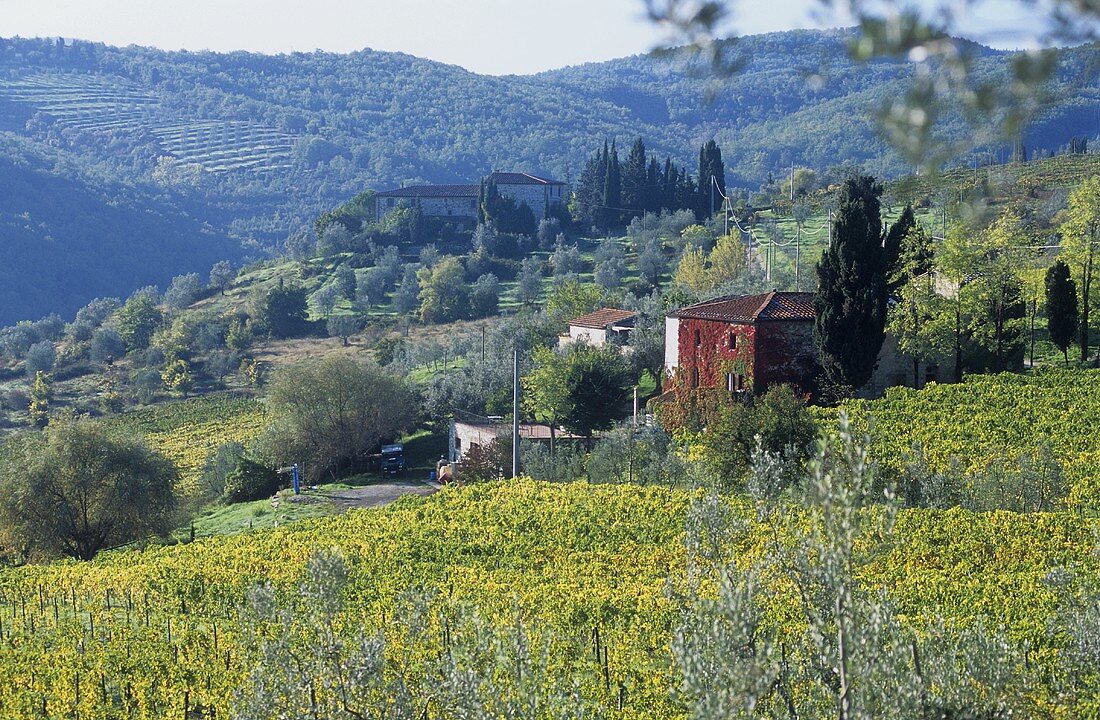 Weingut Casavecchia, Castellina in Chianti, Toskana, Italien