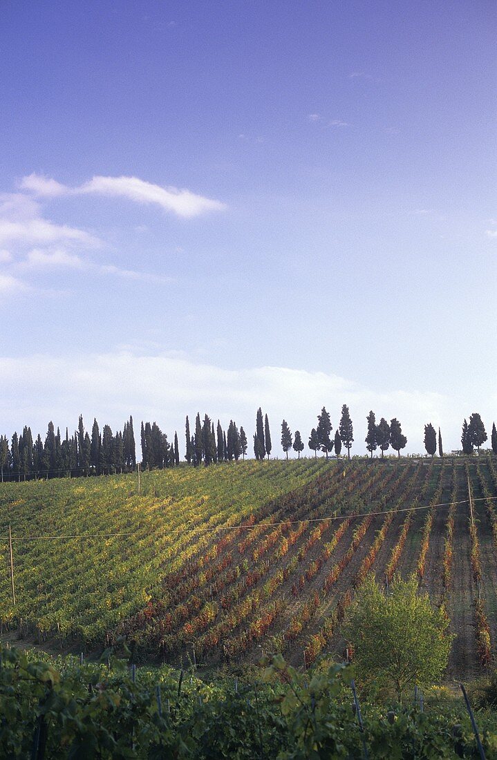 Vineyard of La Madonnina, Greve, Chianti Classico, Tuscany