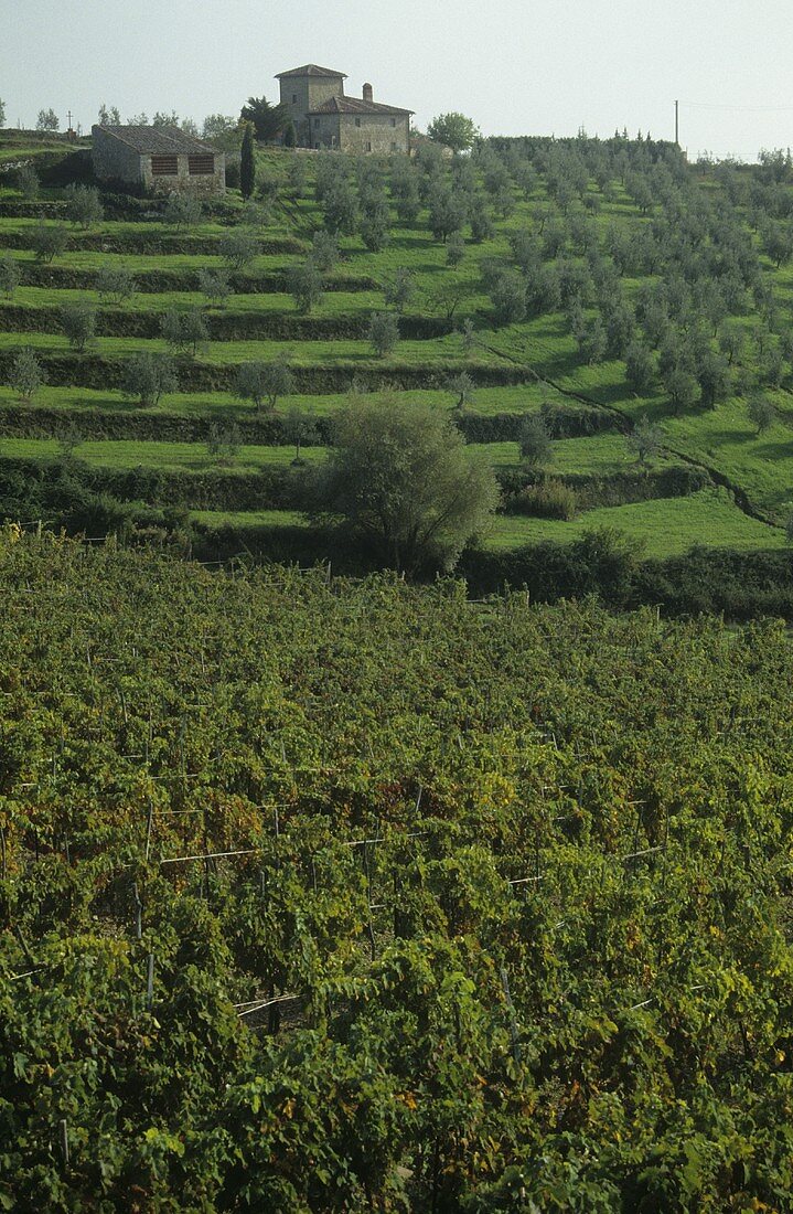 Vineyard of Rocca di Castagnoli Estate, Gaiole, Tuscany