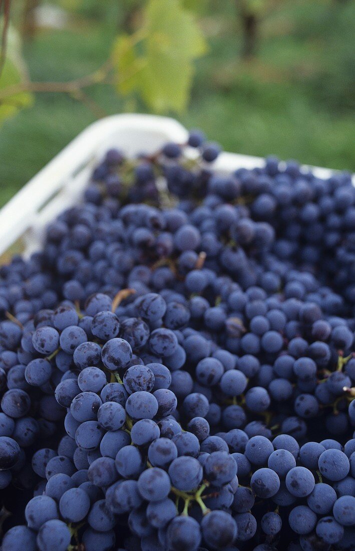 Sangiovese grapes, Tuscany, Italy