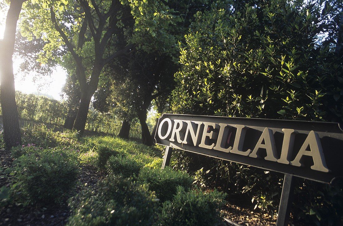 Eingang zum Weingut Ornellaia, Bolgheri, Toskana, Italien