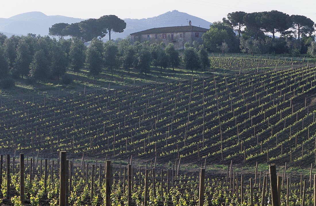 Rows of vines, Bolgheri, Maremma, Tuscany, Italy
