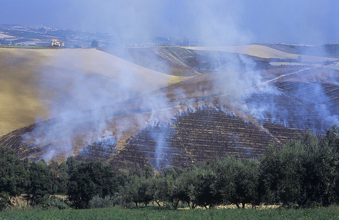 Wheat stubble burning, Colli Senesi, Tuscany, Italy
