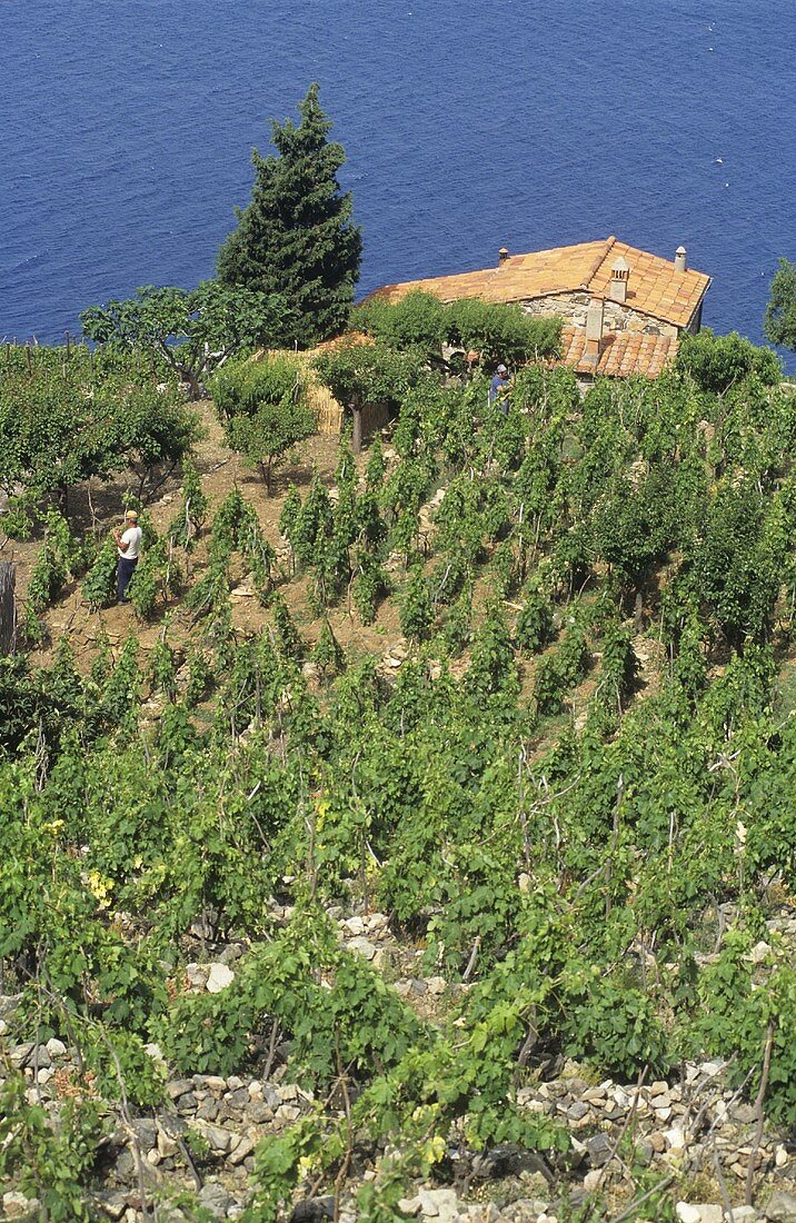 Weinberg auf der Insel Elba, Italien
