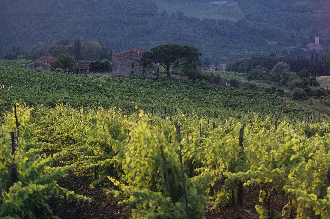 Vineyard of Fattoria Selvapiana, Rufina, Tuscany