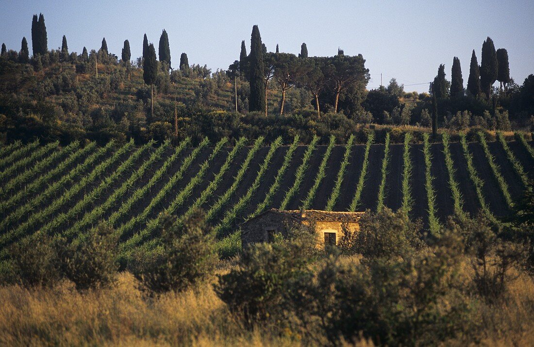 Vineyards and olive trees, Montalcino, Tuscany, Italy