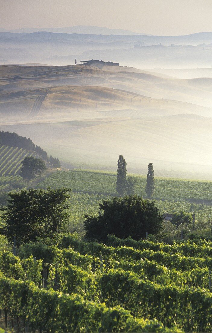 Montalcino bei Nebel, Toskana, Italien