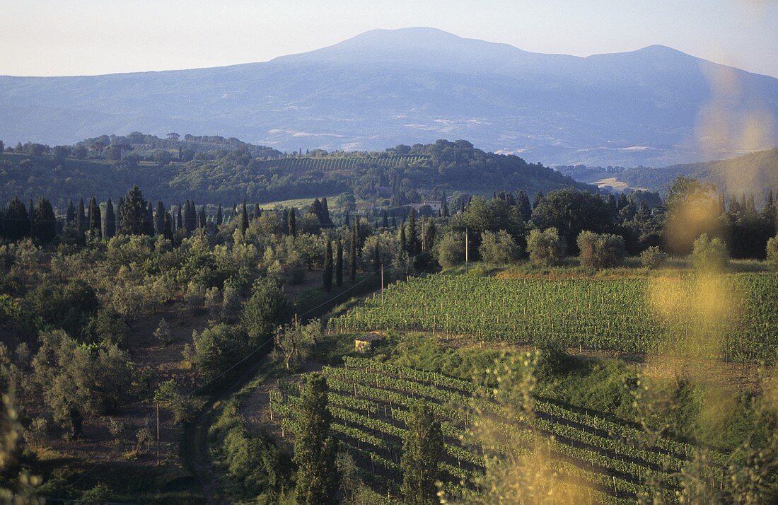 Il Greppo (Geburtsort des Brunello), Biondi-Santi, Toskana