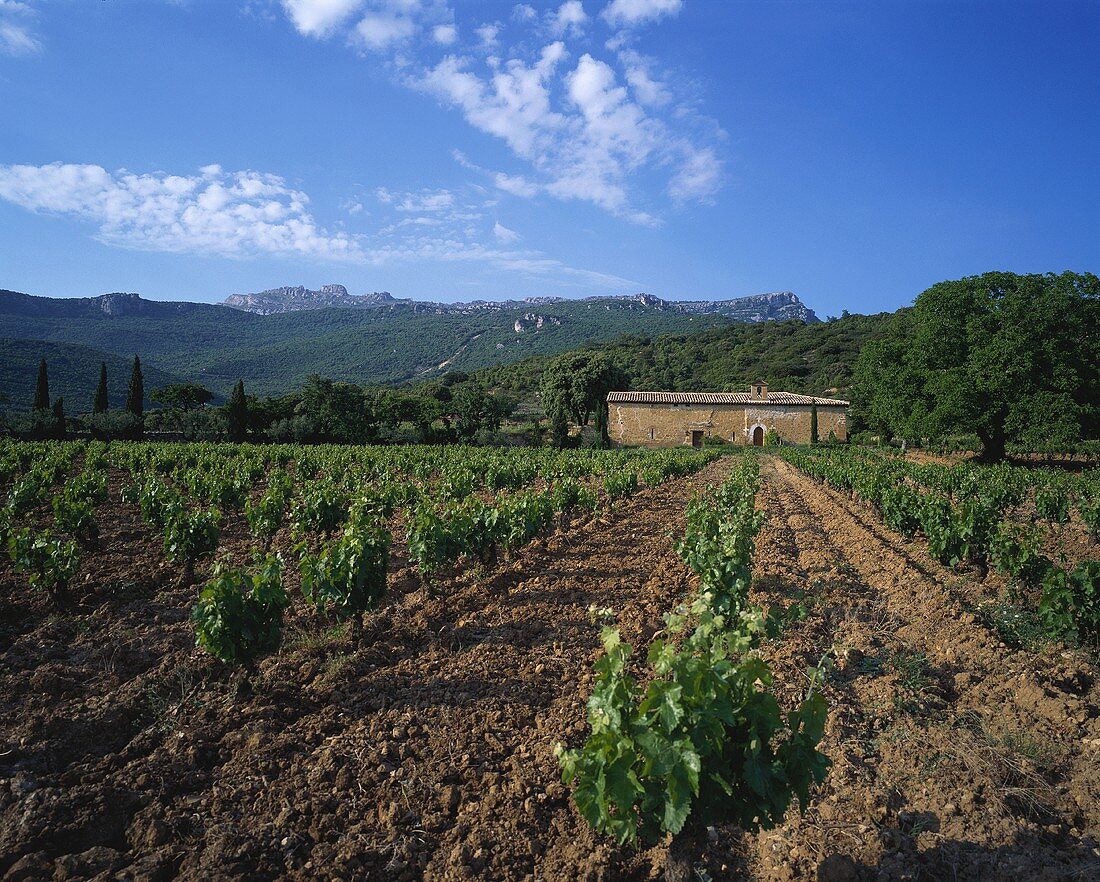 Bodega Remelluri, Labastida, Rioja, Spanien