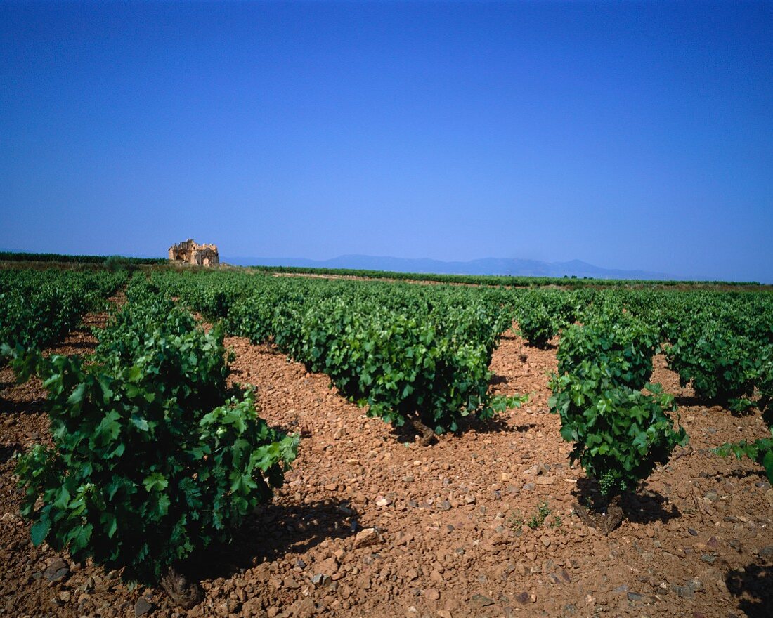 Anbau von Carinena-Trauben, Spanien