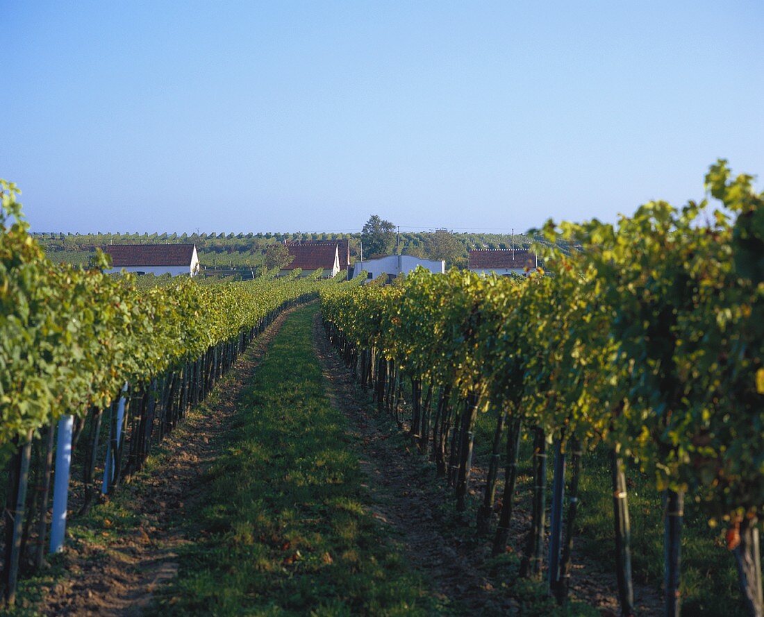 Weinberg vom Weinbauverein Feuersbrunn, Wagram, Österreich