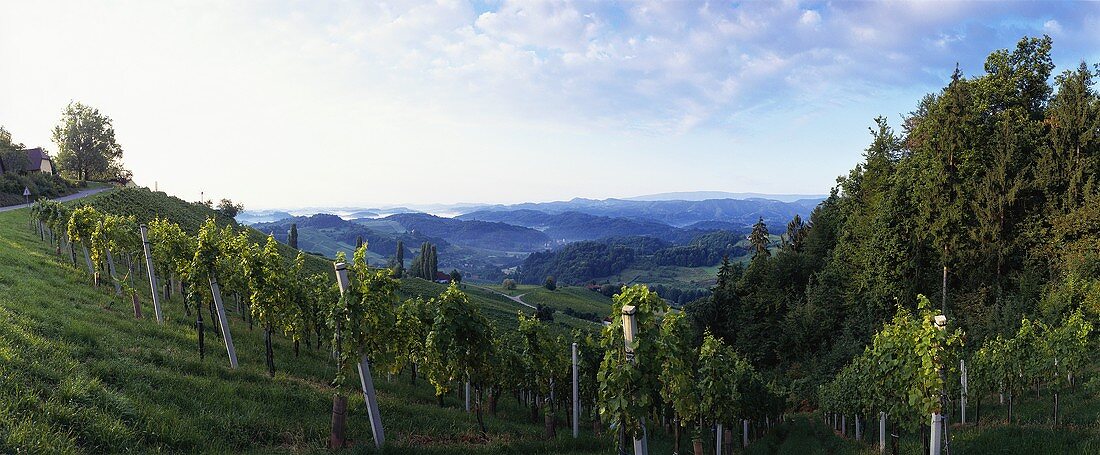 Vineyard near Ratsch, Steiermark (Styria), Austria