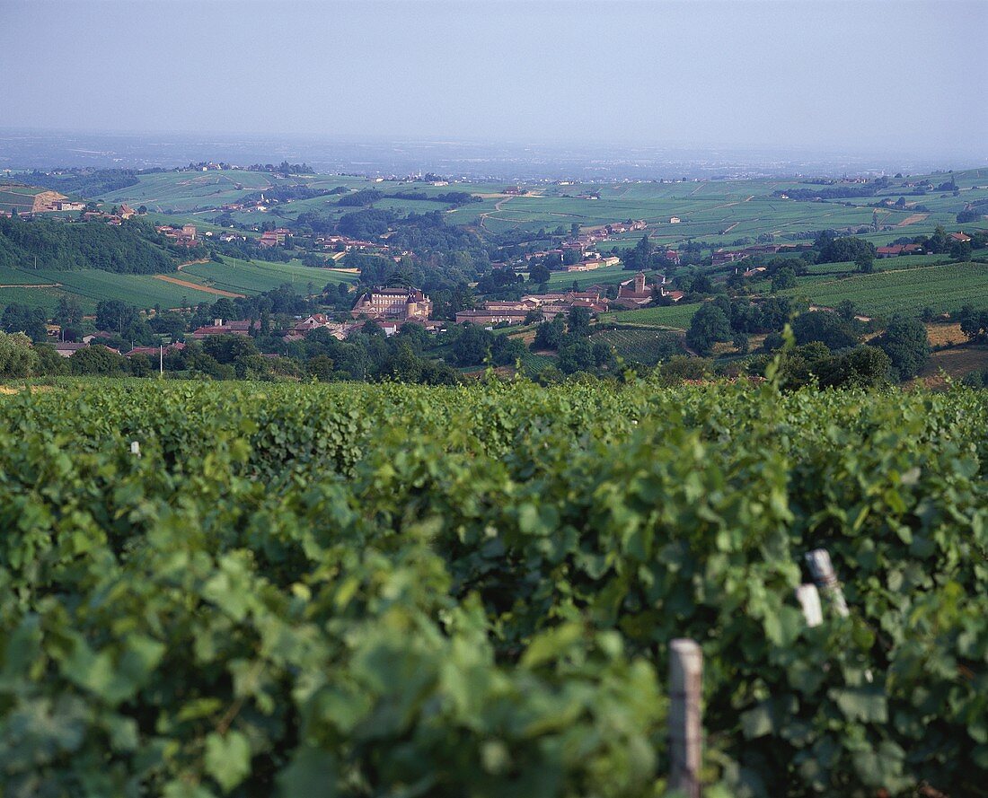 Chasselas vines, Maconnais, Burgundy, France