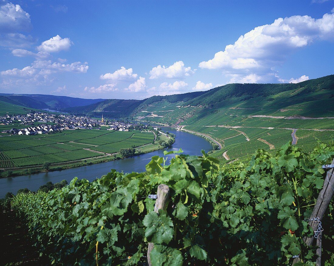 View over the Mosel towards Trittenheim