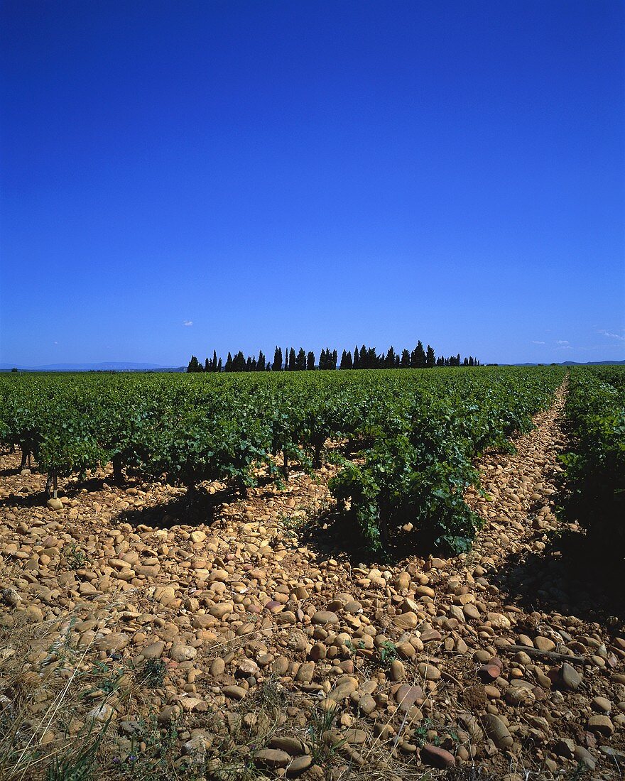 Vineyard near Tavel, Gard region, Rhone Valley