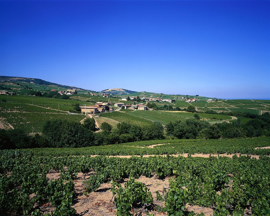 Vineyard in Saint Joseph wine-growing region, Rhone, France