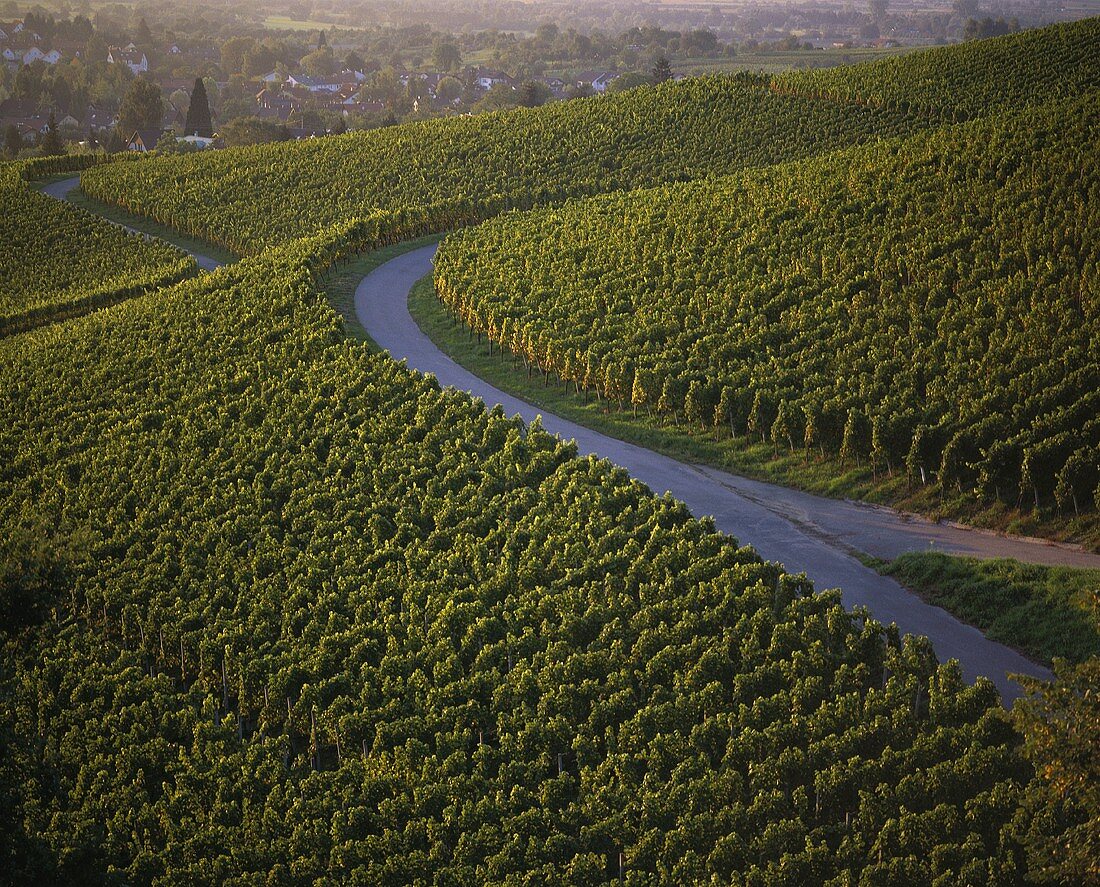 Weinbau bei Bühlertal, Baden, Deutschland