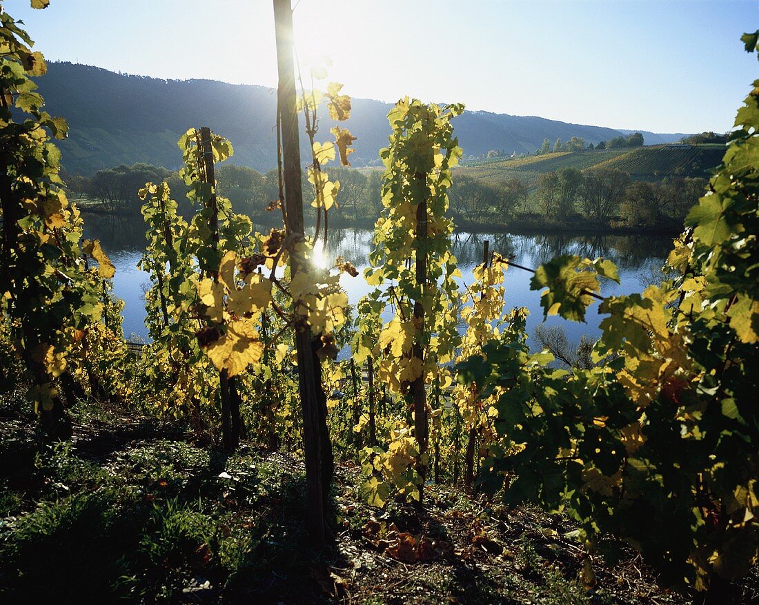 Weinbau bei Ürzig, Mosel-Saar-Ruwer, Deutschland