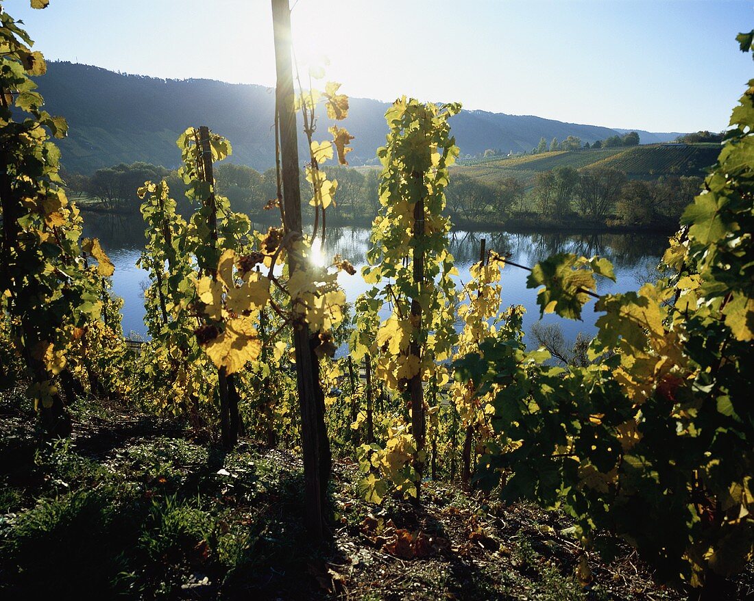 Wine-growing near Ürzig, Mosel-Saar-Ruwer, Germany