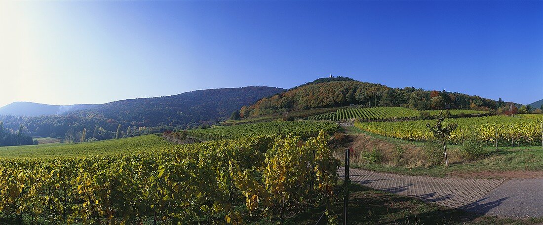 Weinanbau bei Burrweiler, Pfalz, Deutschland