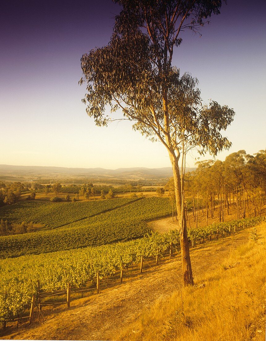 Coldstream Hills Vineyard, Yarra Valley, Victoria, Australia