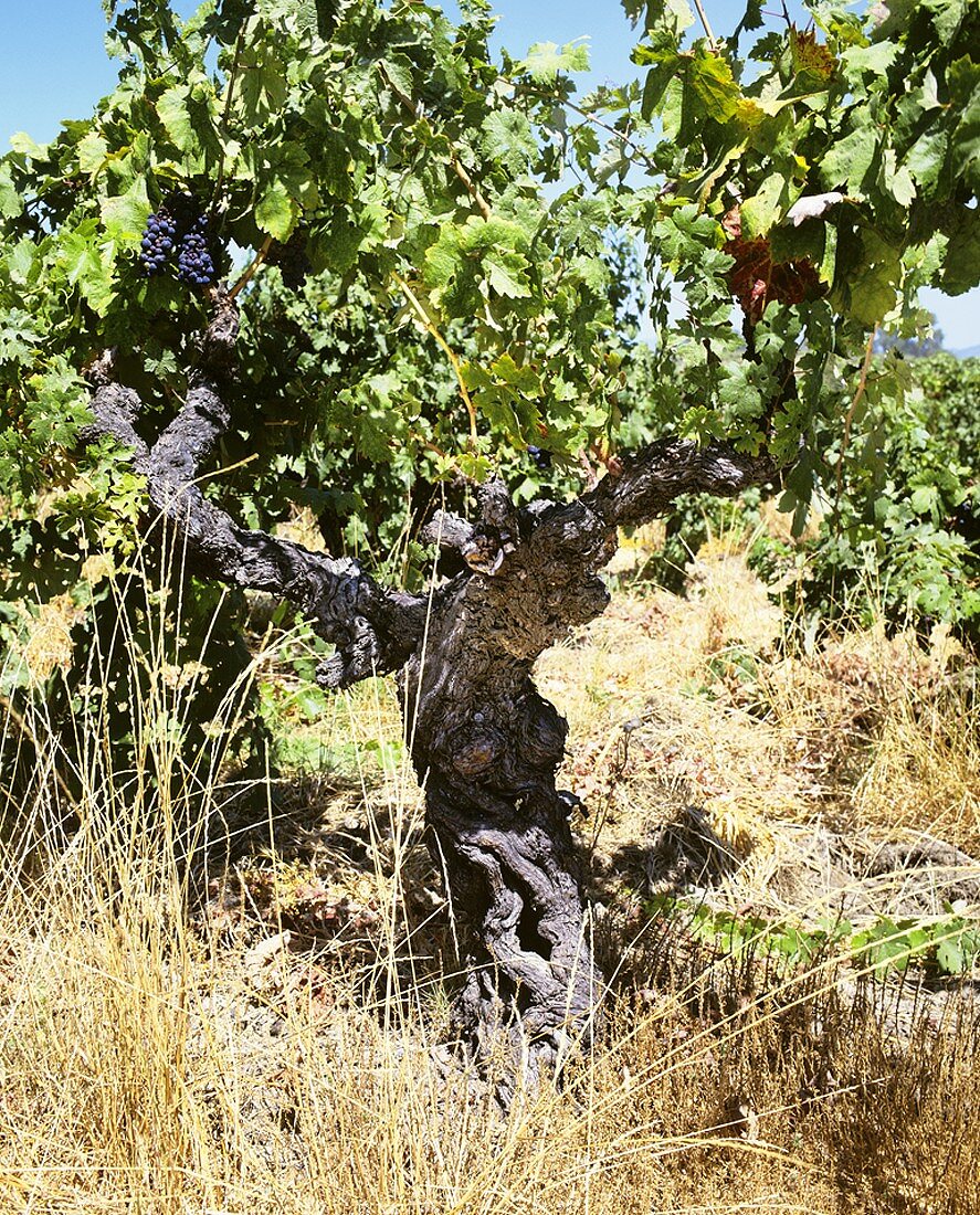 Alter Shiraz Rebstock, Barossa Valley, Südaustralien