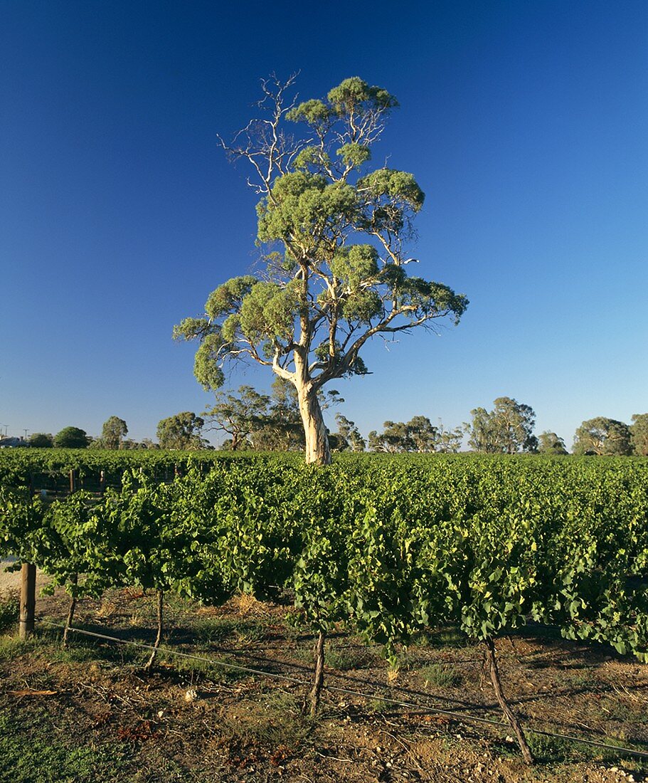 Weinbau um Padthaway, Südaustralien