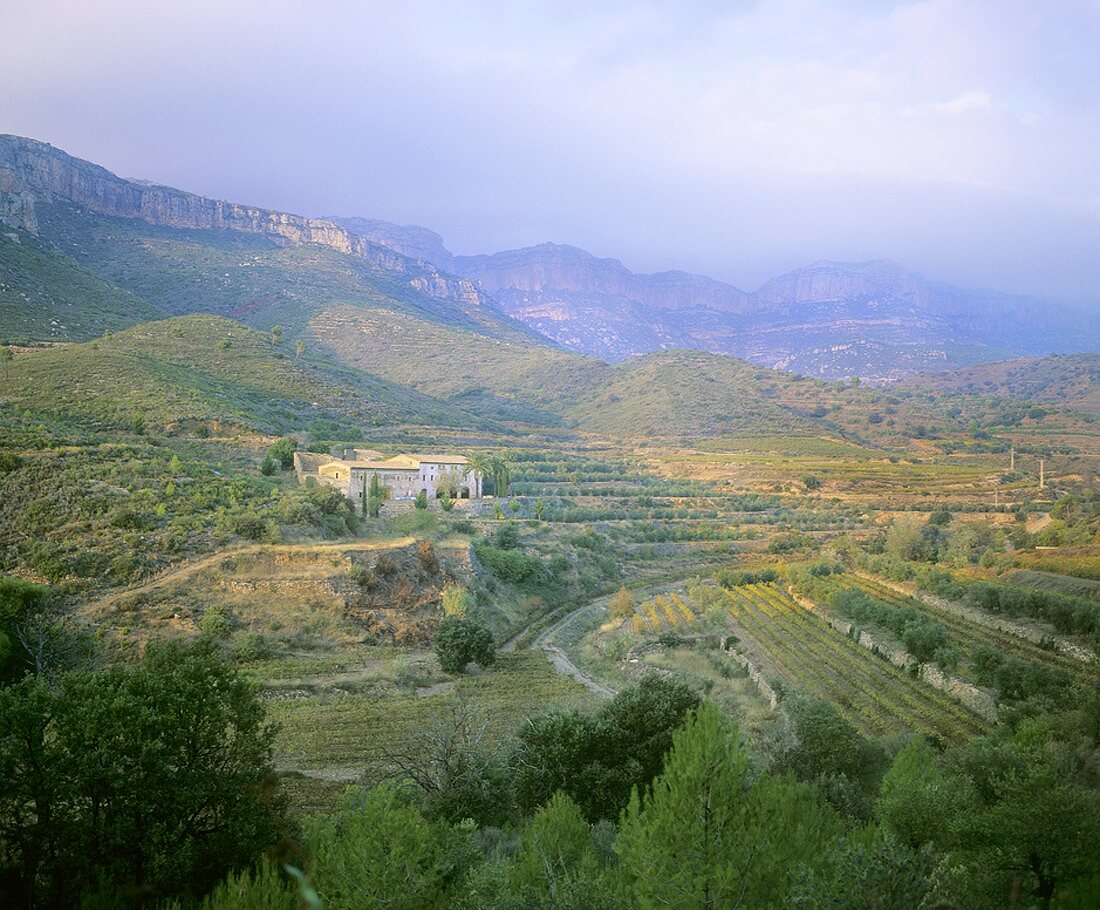 Weinbau Nahe bei Scala Dei, Priorato, Spanien