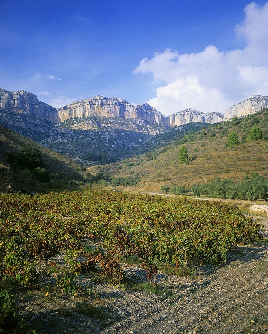 Weinbau nahe dem Dorf Scala Dei, Priorato, Spanien