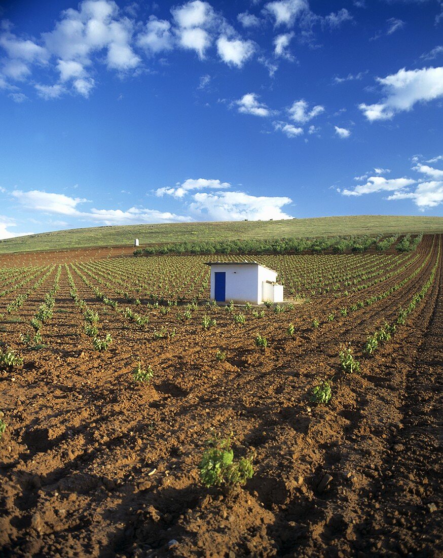 Weinlandschaft, Valdepenas, Spanien