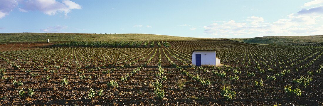 Landscape of vines around Valdepeñas, Spain