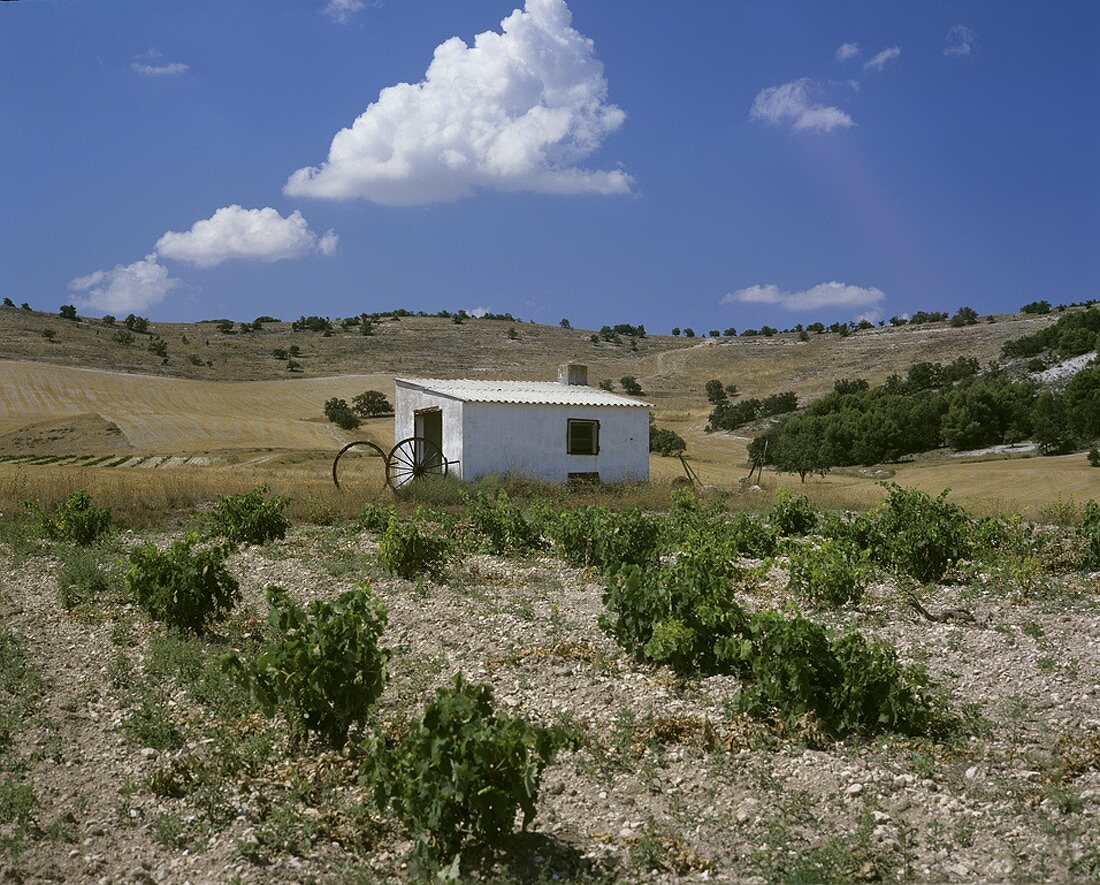 Weinbau um Pesquera de Douero, Ribera del Duero, Spanien