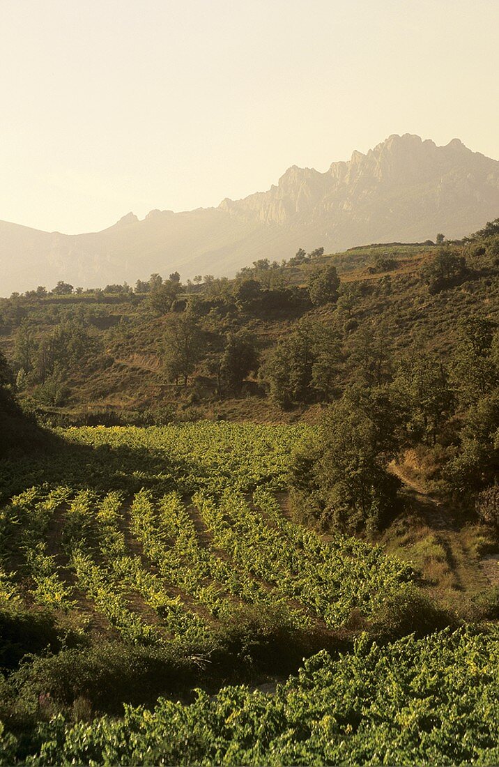 Weinbau um das Dorf Viana, Rioja Baja, Spanien