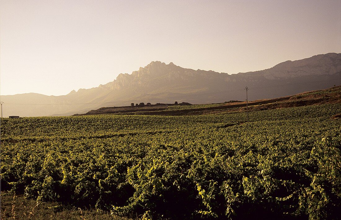 Wine growing around village of Viana, Rioja Baja, Rioja, Spain